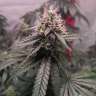 семена конопли элитных сортов Gorilla Glue feminised Ganja Seeds семена конопли элитных сортов Gorilla Glue feminised Ganja Seeds
