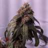семена конопли аутдор Gorilla Glue feminised Ganja Seeds семена конопли аутдор Gorilla Glue feminised Ganja Seeds