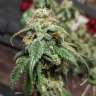 семена конопли в интернете Gorilla Glue feminised Ganja Seeds семена конопли в интернете Gorilla Glue feminised Ganja Seeds