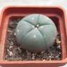 Недорогие семена кактусов Lophophora williamsii