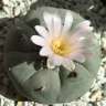 Семки кактусов Lophophora williamsii