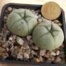 Купить семена кактусов Lophophora williamsii