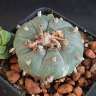 Заказать семена кактусов Lophophora williamsii