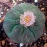 Купить семки кактусов Lophophora williamsii