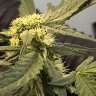 хорошие семена конопли Auto Big Devil feminised Ganja Seeds хорошие семена конопли Auto Big Devil feminised Ganja Seeds