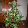семена конопли Украина Auto Big Devil feminised Ganja Seeds семена конопли Украина Auto Big Devil feminised Ganja Seeds