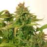 купить урожайные семена конопли Auto Mass feminised