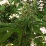 купить семена сортовой конопли Auto Mass feminised