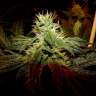 семена индийской конопли Charyn feminised Bang Seeds семена индийской конопли Charyn feminised Bang Seeds