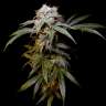 мощные семена конопли Charyn feminised Bang Seeds мощные семена конопли Charyn feminised Bang Seeds