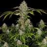 заказать семена конопли Black Domina x Early Skunk feminised
 заказать семена конопли Black Domina x Early Skunk feminised