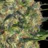 купить семена конопли мощные Black Domina x Early Skunk feminised
 купить семена конопли мощные Black Domina x Early Skunk feminised