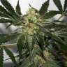 семена конопли с доставкой Black Domina x Early Skunk feminised Ganja Seeds семена конопли с доставкой Black Domina x Early Skunk feminised Ganja Seeds