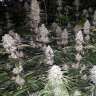 Заказать Сорт Eleven Roses feminised Ganja Seeds Fast Version Заказать Сорт Eleven Roses feminised Ganja Seeds Fast Version