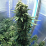 купить семена конопли недорого New York Diesel feminised