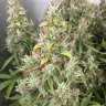 купить семена сортовой конопли New York Diesel feminised