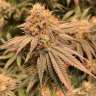 семена конопли с доставкой White Widow x Bubble Gum feminised
 семена конопли с доставкой White Widow x Bubble Gum feminised