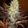 купить семена конопли White Widow x Bubble Gum feminised
 купить семена конопли White Widow x Bubble Gum feminised