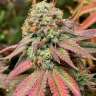 заказать семена конопли White Widow x Bubble Gum feminised
 заказать семена конопли White Widow x Bubble Gum feminised