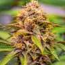 где купить семена конопли White Widow x Bubble Gum feminised
 где купить семена конопли White Widow x Bubble Gum feminised