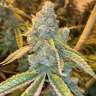 купить семена конопли в украине White Widow x Bubble Gum feminised
 купить семена конопли в украине White Widow x Bubble Gum feminised