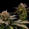 купить качественные семена конопли White Widow x Bubble Gum feminised купить качественные семена конопли White Widow x Bubble Gum feminised