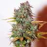 купить автоцветущие семена конопли Auto Mini Gun feminised купить автоцветущие семена конопли Auto Mini Gun feminised