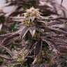 заказать хорошие семена конопли Auto King’s Kush feminised