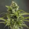 купить семена конопли Auto Euforia feminised купить семена конопли Auto Euforia feminised