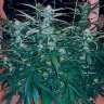 семена конопли в фирменной упаковке Chuck Chuck feminised Bang Seeds семена конопли в фирменной упаковке Chuck Chuck feminised Bang Seeds