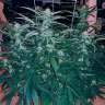 семена конопли интернет магазин Chuck Chuck feminised Bang Seeds семена конопли интернет магазин Chuck Chuck feminised Bang Seeds