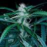 семена конопли почтой Chuck Chuck feminised Bang Seeds семена конопли почтой Chuck Chuck feminised Bang Seeds