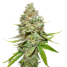 урожайные семена конопли Wembley feminised GanjaLiveSeeds урожайные семена конопли Wembley feminised GanjaLiveSeeds