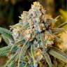Auto Little Russian feminised Купить качественные семена  Auto Little Russian feminised Купить качественные семена
