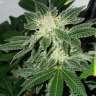Auto Little Russian feminised Ganja Seeds Банк дешевых семян  Auto Little Russian feminised Ganja Seeds Банк дешевых семян