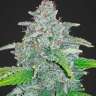где купить медицинскую коноплю Jamaican Orange Skunk feminised
 где купить медицинскую коноплю Jamaican Orange Skunk feminised