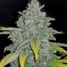 заказать на сайте семена конопли Jamaican Orange Skunk feminised
 заказать на сайте семена конопли Jamaican Orange Skunk feminised
