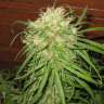купить семена конопли медицинской  Jamaican Orange Skunk feminised  купить семена конопли медицинской  Jamaican Orange Skunk feminised
