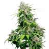 купить семена конопли White Widow x Early Skunk feminised
 купить семена конопли White Widow x Early Skunk feminised