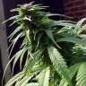 купить семена конопли интернет магазин White Widow x Early Skunk feminised купить семена конопли интернет магазин White Widow x Early Skunk feminised