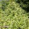 купить семена конопли в Украине Auto Frisian Dew feminised