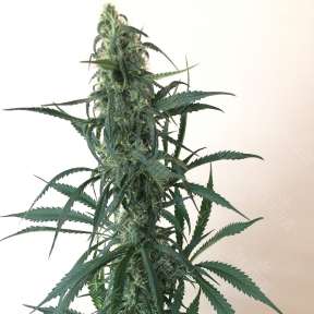 Chuy Valley feminised Bang Seeds