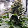 урожайные семена конопли Blue Widow feminised Ganja Seeds урожайные семена конопли Blue Widow feminised Ganja Seeds