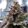 семена конопли в оригинальных упаковках Blue Widow feminised Ganja Seeds семена конопли в оригинальных упаковках Blue Widow feminised Ganja Seeds