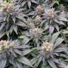 семена конопли недорого Blue Widow feminised Ganja Seeds семена конопли недорого Blue Widow feminised Ganja Seeds