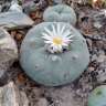 Семена кактуса Lophophora diffusa var. lutea Семена кактуса Lophophora diffusa var. lutea