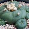 Купить семена кактуса Lophophora diffusa var. lutea Купить семена кактуса Lophophora diffusa var. lutea