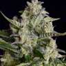 Насіння ганжі Vertigo feminised GanjaLiveSeeds Насіння ганжі Vertigo feminised GanjaLiveSeeds