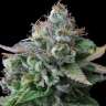 Насіння ганжі Vertigo feminised GanjaLiveSeeds Насіння ганжі Vertigo feminised GanjaLiveSeeds