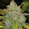Насіння ганжі Vertigo feminised GanjaLiveSeeds Насіння ганжі Vertigo feminised GanjaLiveSeeds